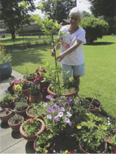 Gardening With Micki Nancy Gassaway S Garden News Muskogeephoenix Com