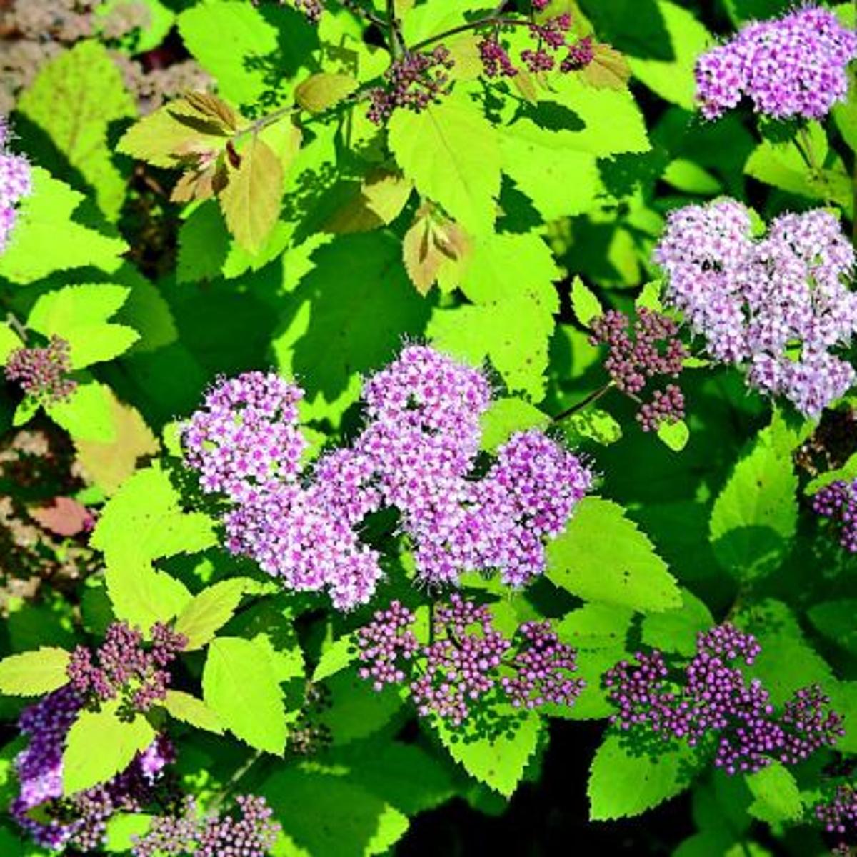 Spirea Easy To Care For Lifestyles Muskogeephoenix Com Spirea Easy To Care For Lifestyles Muskogeephoenix Com