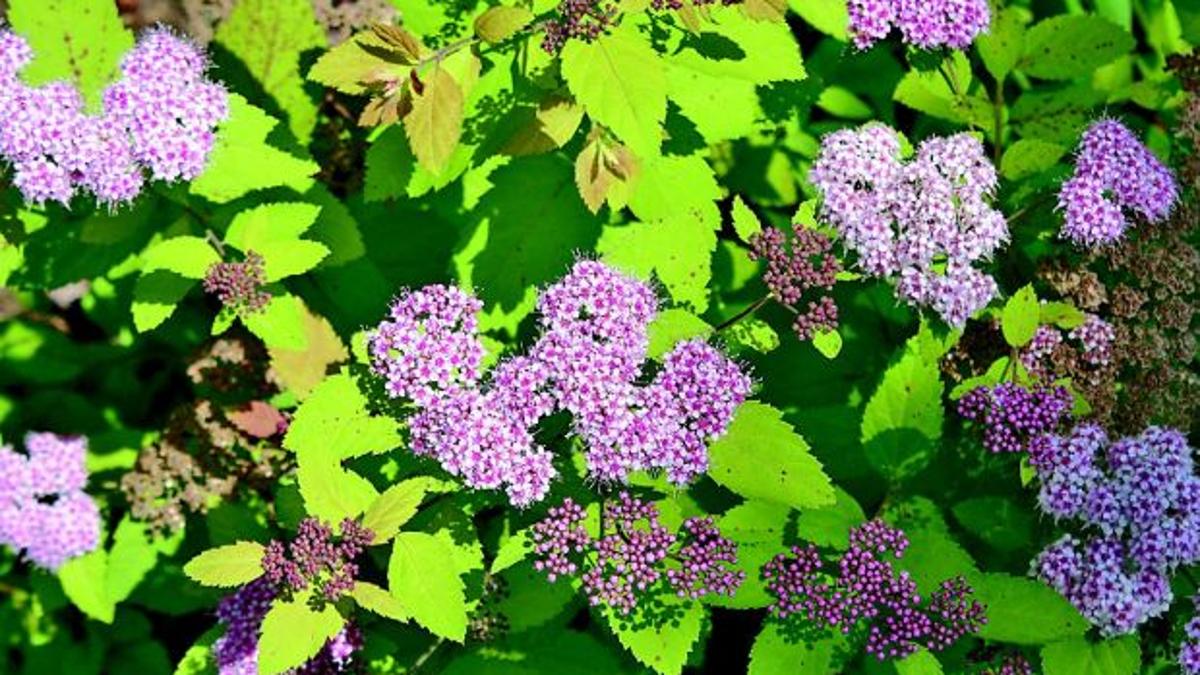 Spirea Easy To Care For Lifestyles Muskogeephoenix Com Spirea Easy To Care For Lifestyles Muskogeephoenix Com