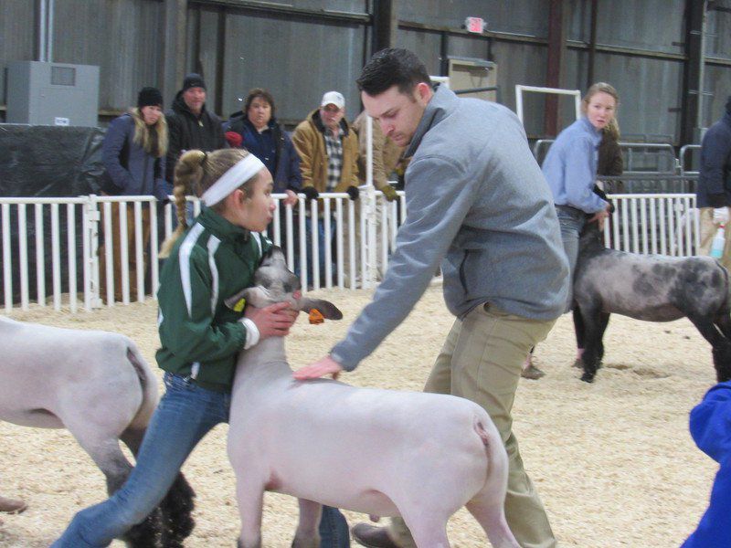 County junior livestock show a prelude to regional show News