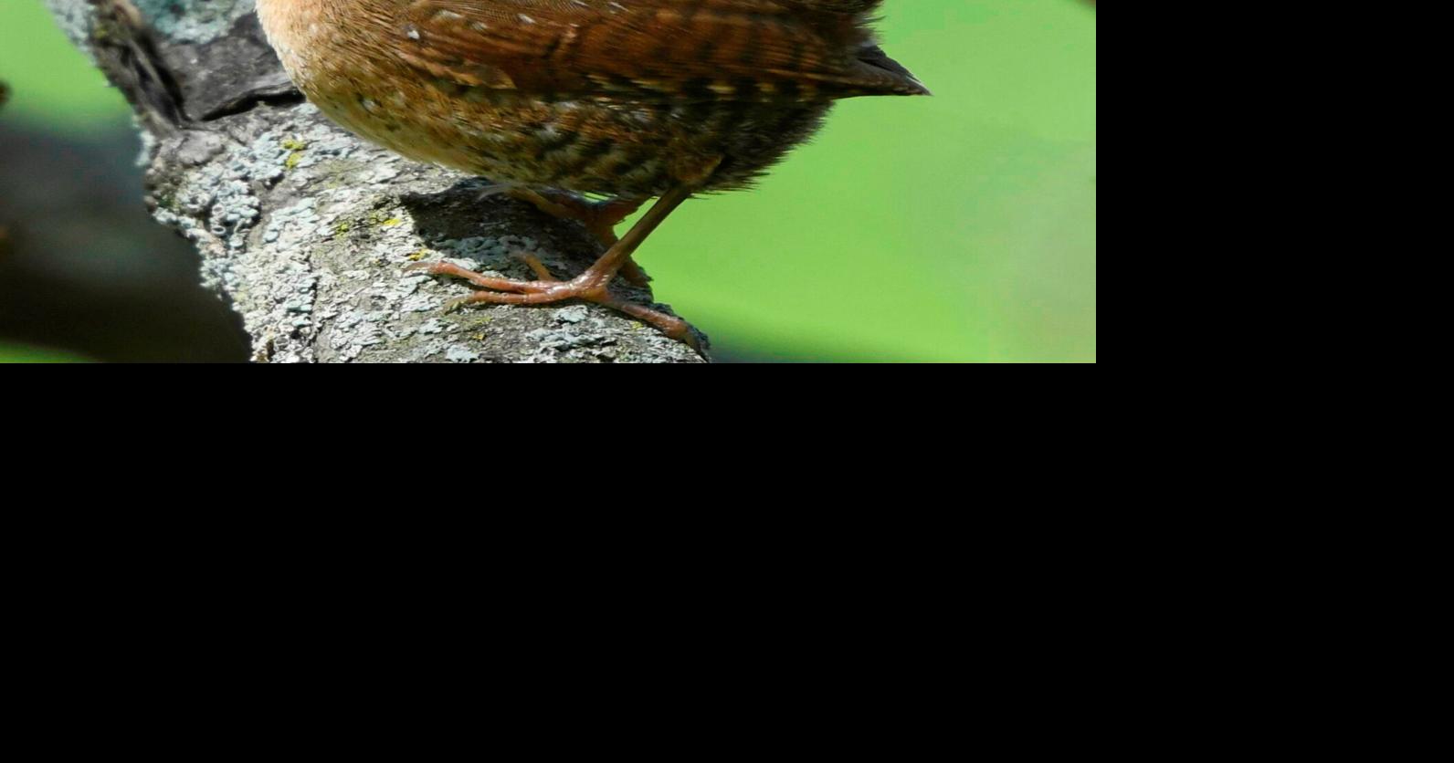 BIRDING TODAY: Winter Wren seems to play games with observers