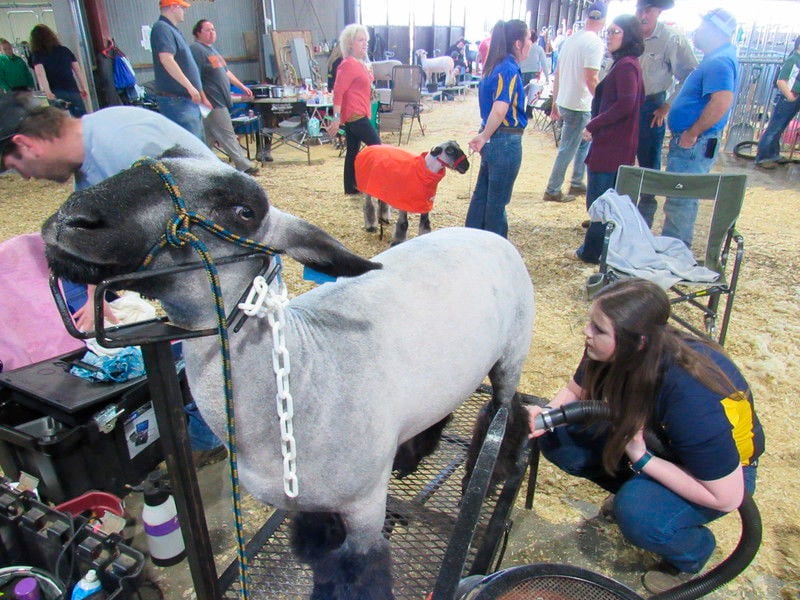 More than 300 sheep compete at livestock show | News | muskogeephoenix.com