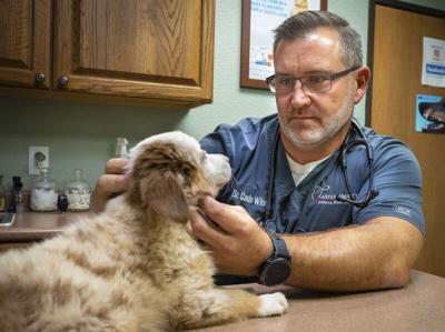 Veterinarians, pet owners struggle with payment plans