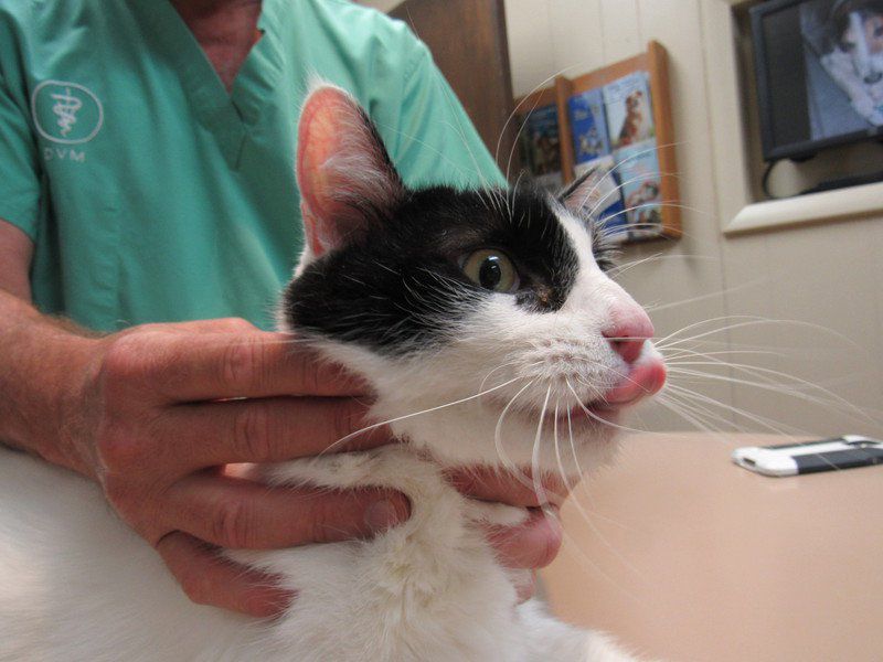 Bobcat fever claiming lives of cats in Muskogee County News