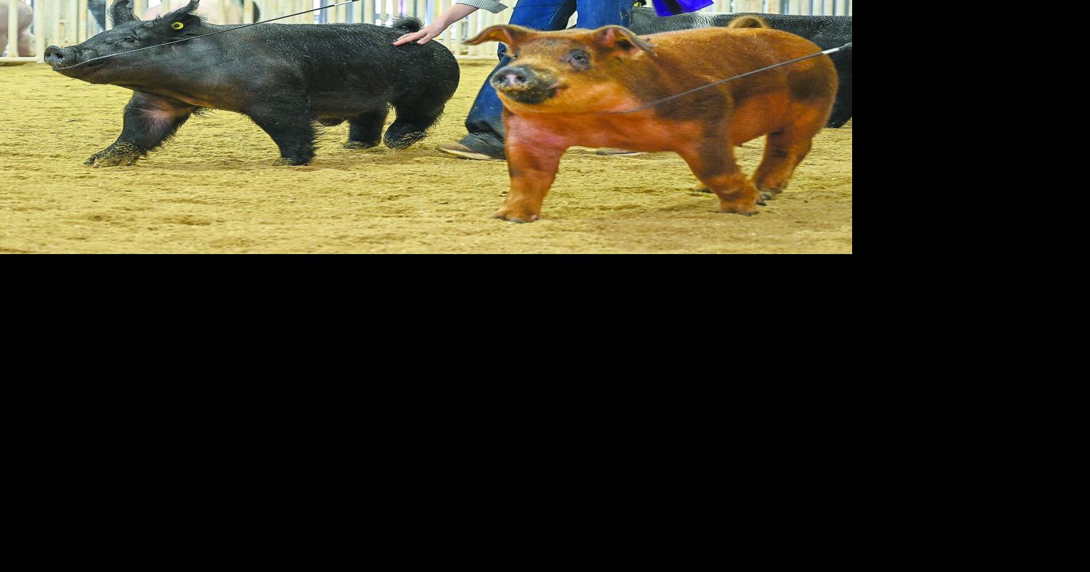 Haskell County teen works hard for champion hog | Community ...