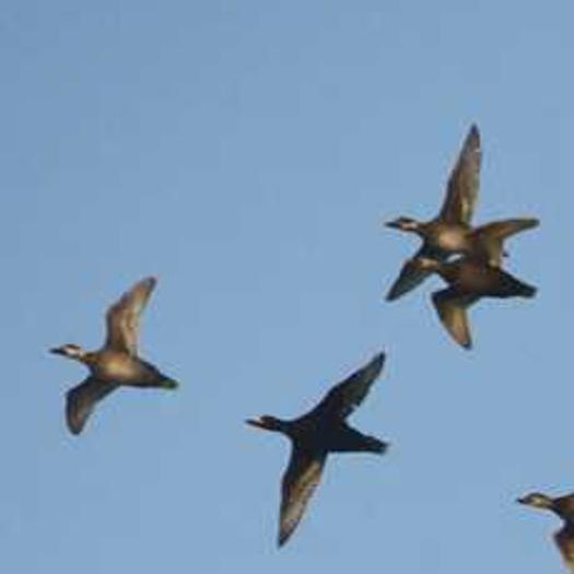 Birding Today: Birds change migration patterns to find food ...