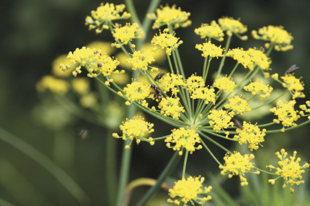 Bronze Fennel 100 Plus Seeds