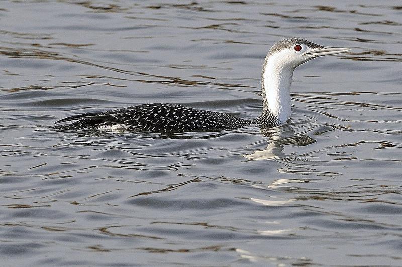 Birding Today Loons Can Be Seen In Oklahoma In Winter