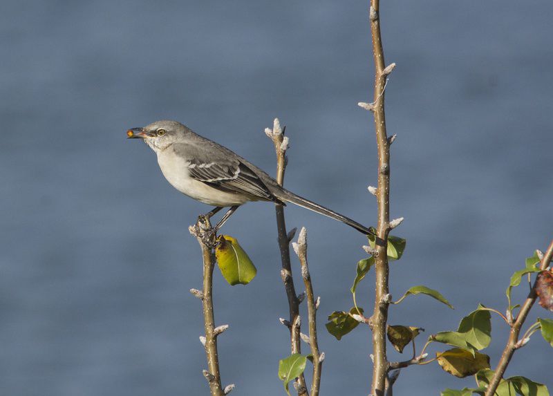 Birding Today Birds have astounding song capabilities 