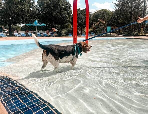 Dog has fun playing on water slide