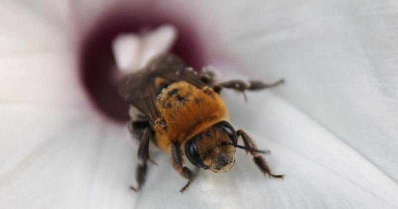 Rare bee detected at Cookson Wildlife Management Area | News ...