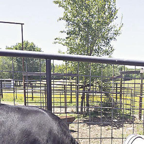 Area cattle ranchers making beef available | News ...