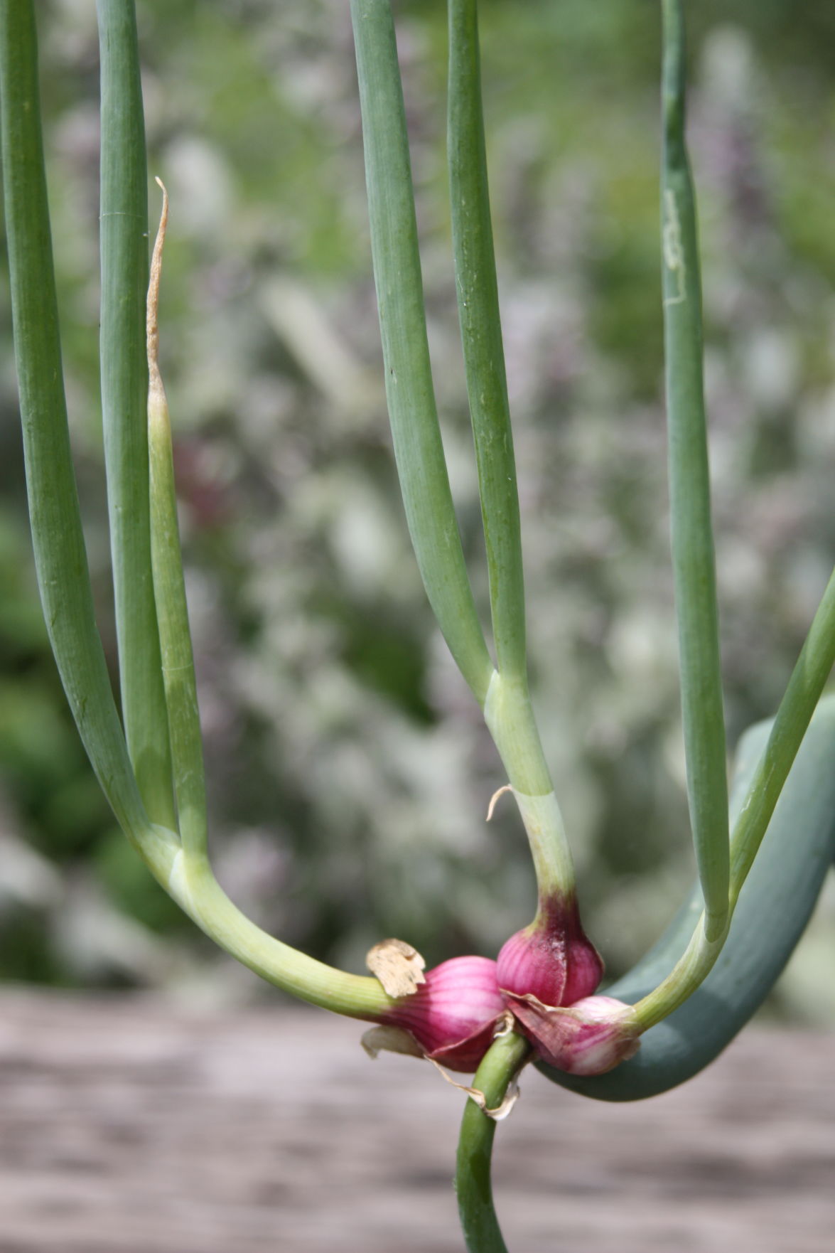 All the Dirt on Gardening Egyptian Walking Onions easy to grow