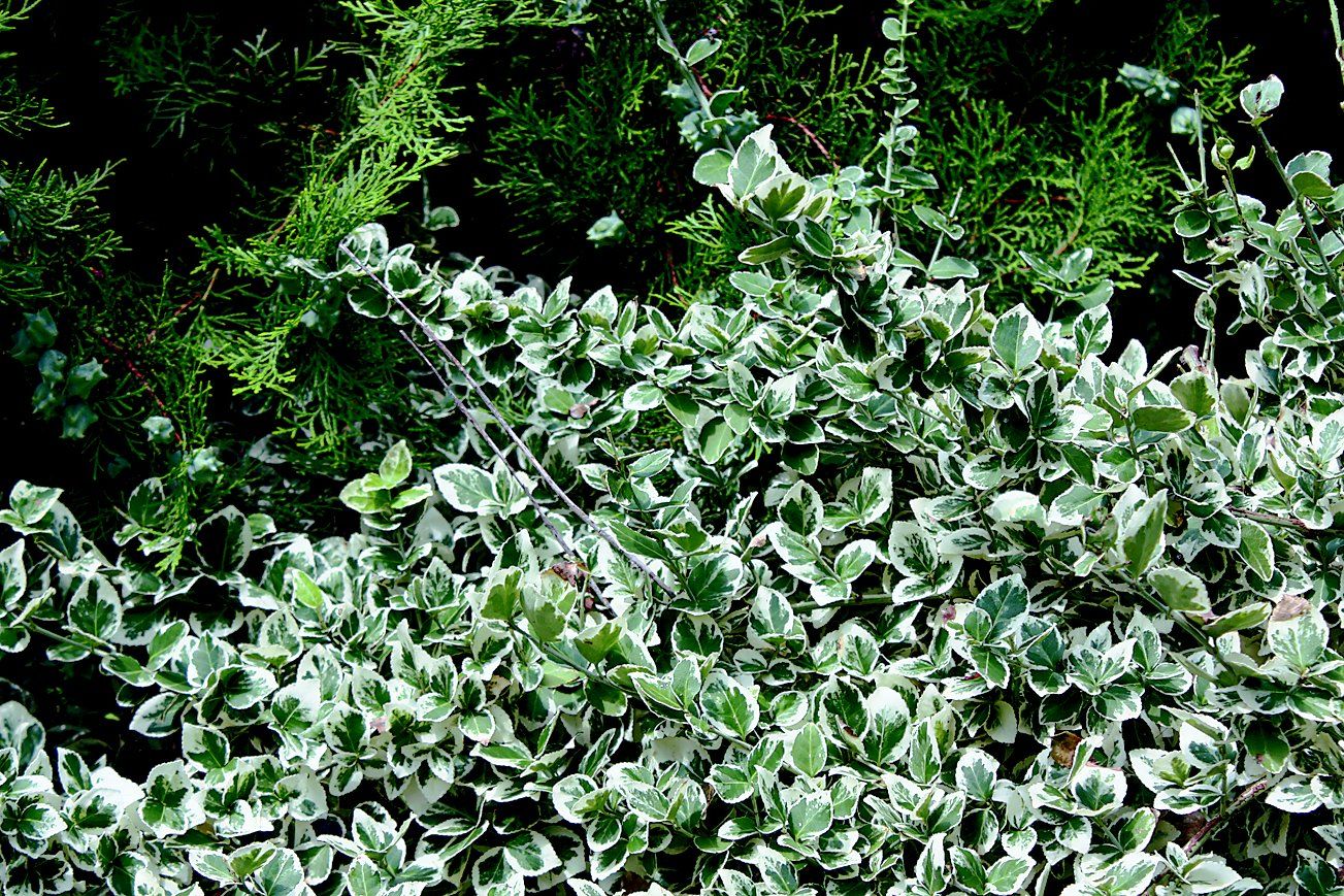 Image of Euonymus japonicus 'Sparkling Jade' free image