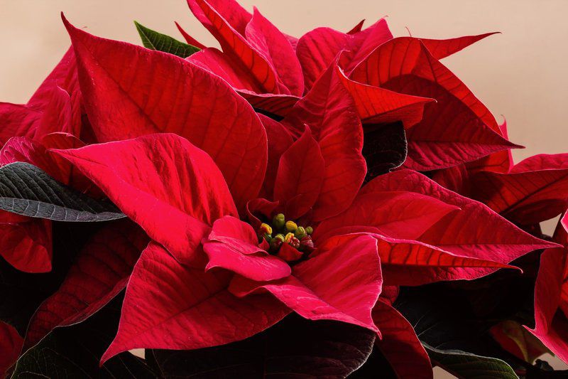 popular christmas flowers