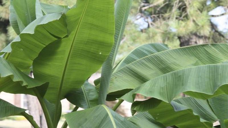 All The Dirt On Gardening Cold Hardy Banana Trees Lifestyles
