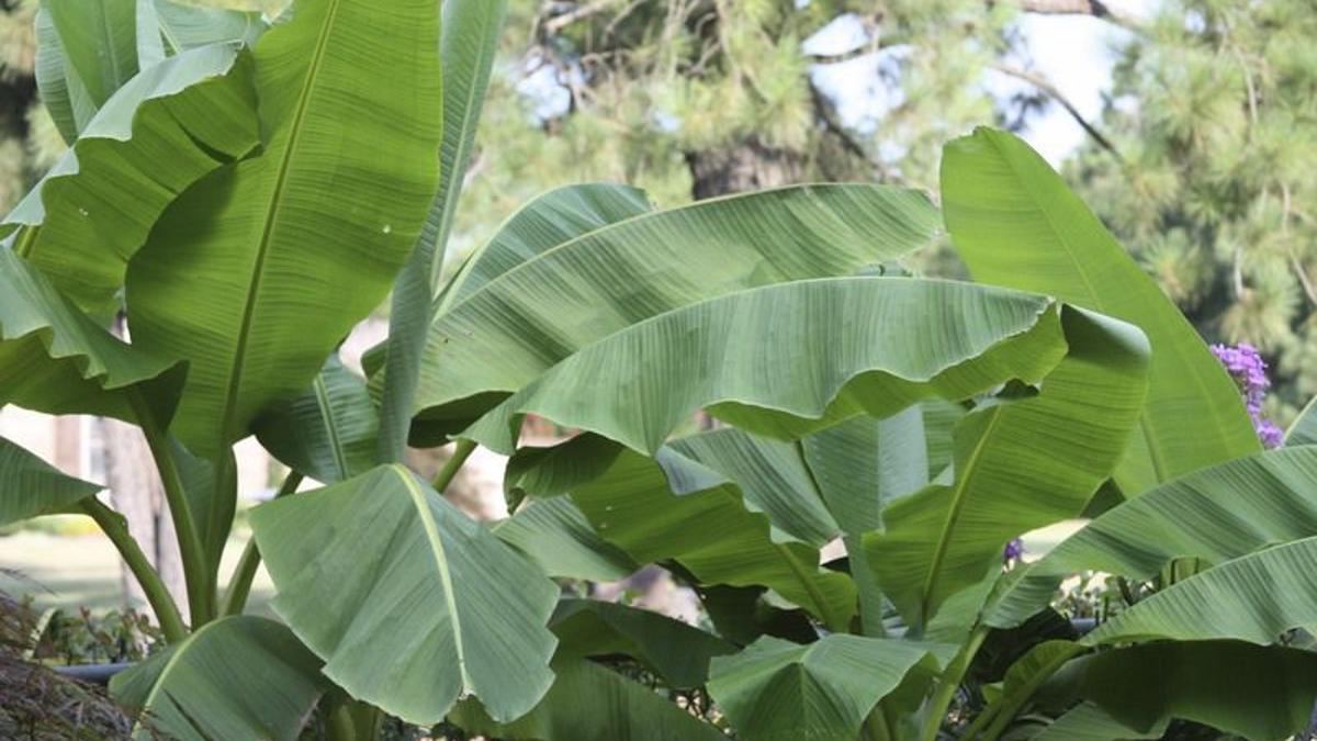 All The Dirt On Gardening Cold Hardy Banana Trees Lifestyles