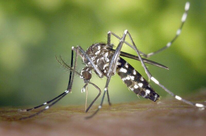 5 THINGS TO KNOW Advice on how to have a safe mosquito season