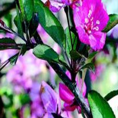 Select Best Shrubs And Trees For Climate Lifestyles Muskogeephoenix Com