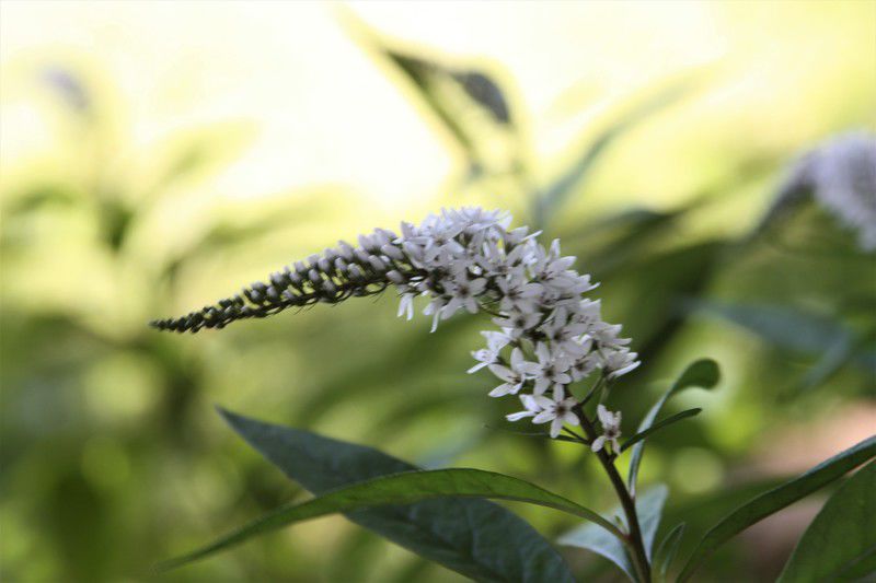 Gooseneck loosestrife online