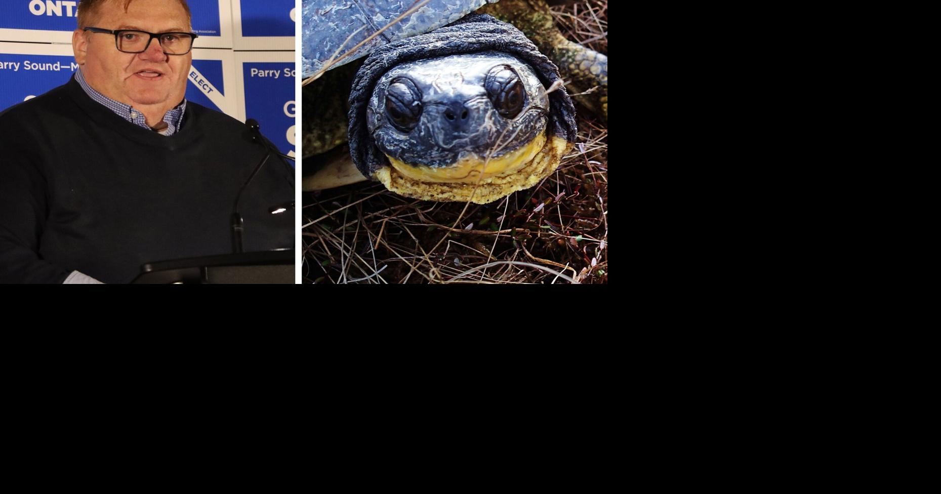 Turtle trouble over for Town of Bracebridge, charges withdrawn in court
