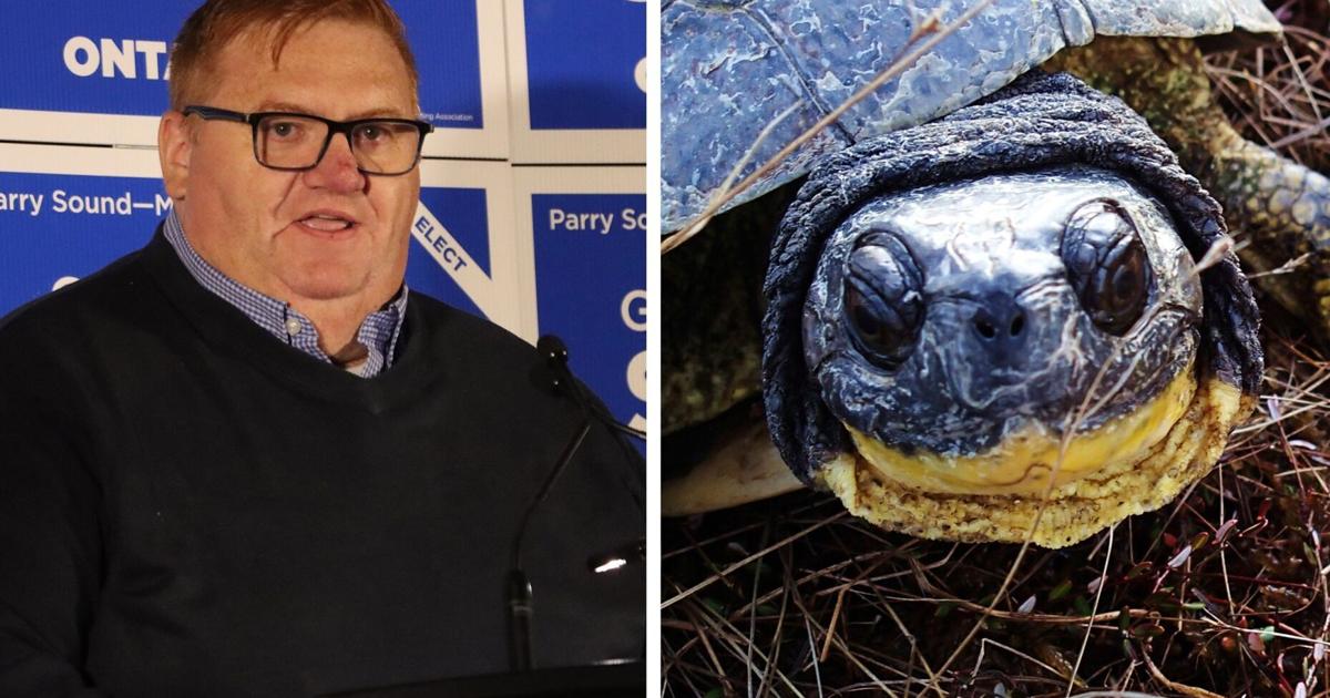 Turtle Charge Turtle trouble over for Town of Bracebridge, charges withdrawn in court