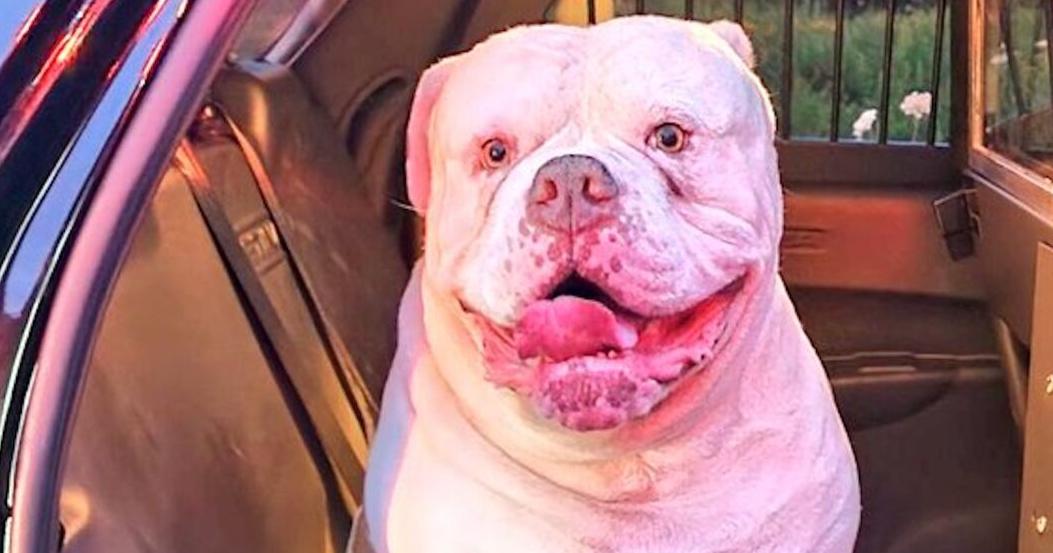 Champ saves the day: Bulldog alerts Huntsville family of smoke-filled home
