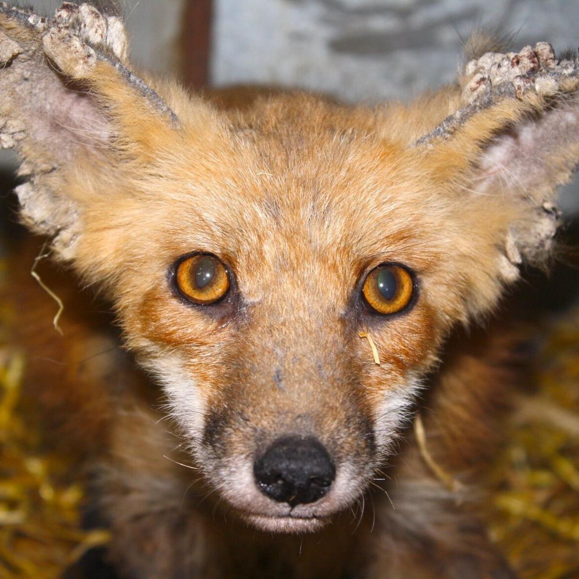 fox with mange dangerous
