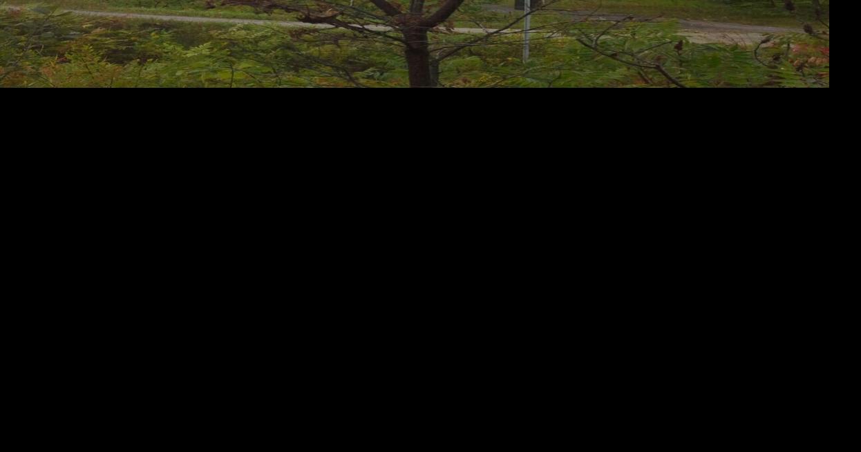 What are those caterpillar nests in the trees?