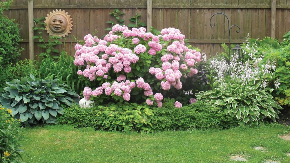 How to Dry Hydrangeasand Now's a Great Time for Those Late Bloomers! -  Redeem Your Ground