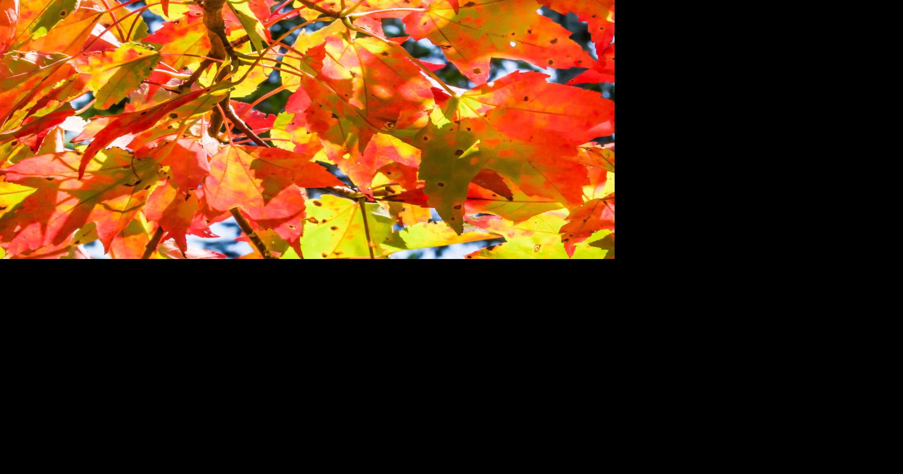 Fall tree colours in Huntsville, Muskoka, Algonquin Park