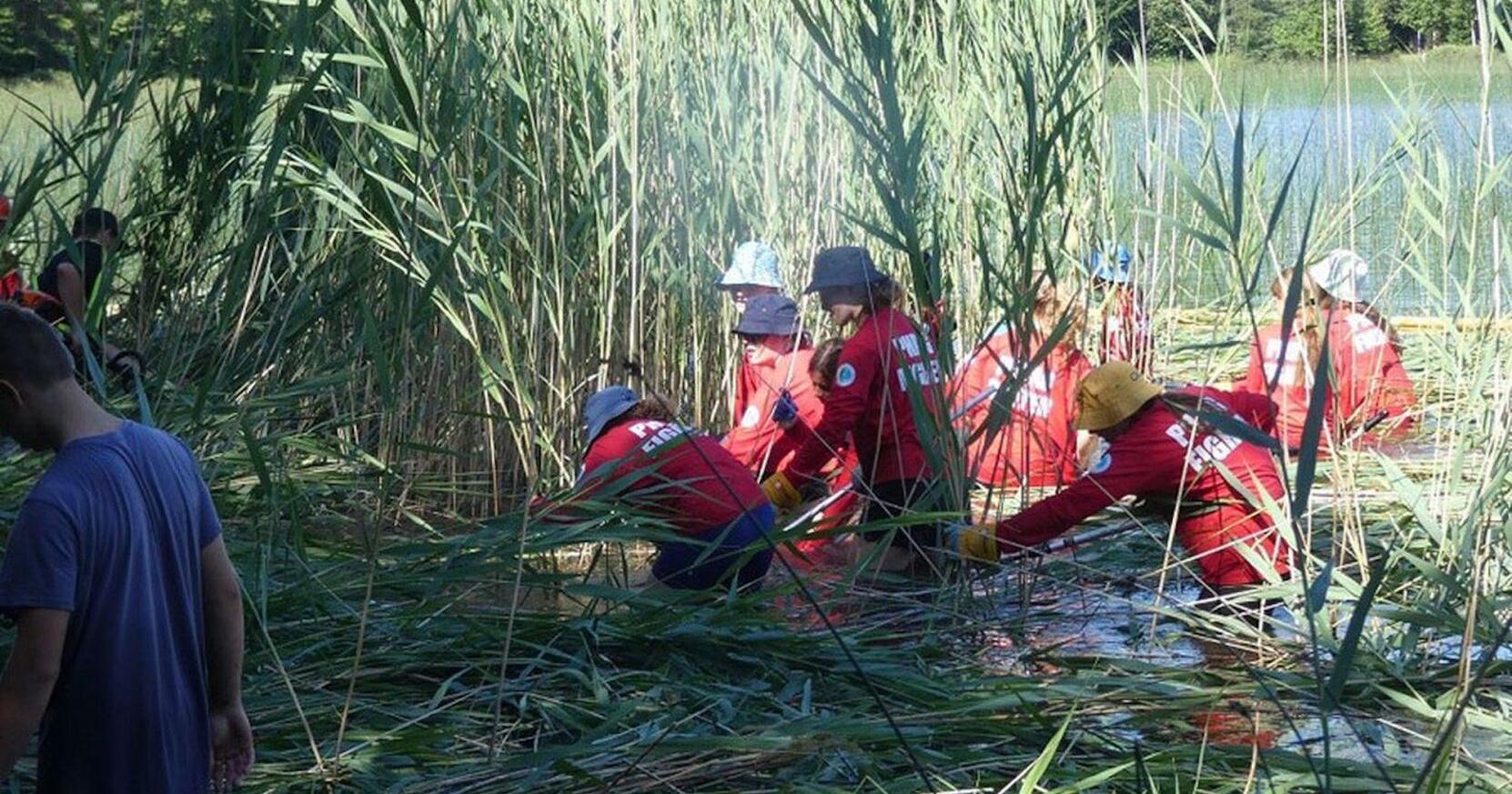 Almaguin group hopes to use moths to fight phragmites - Vimarsana News