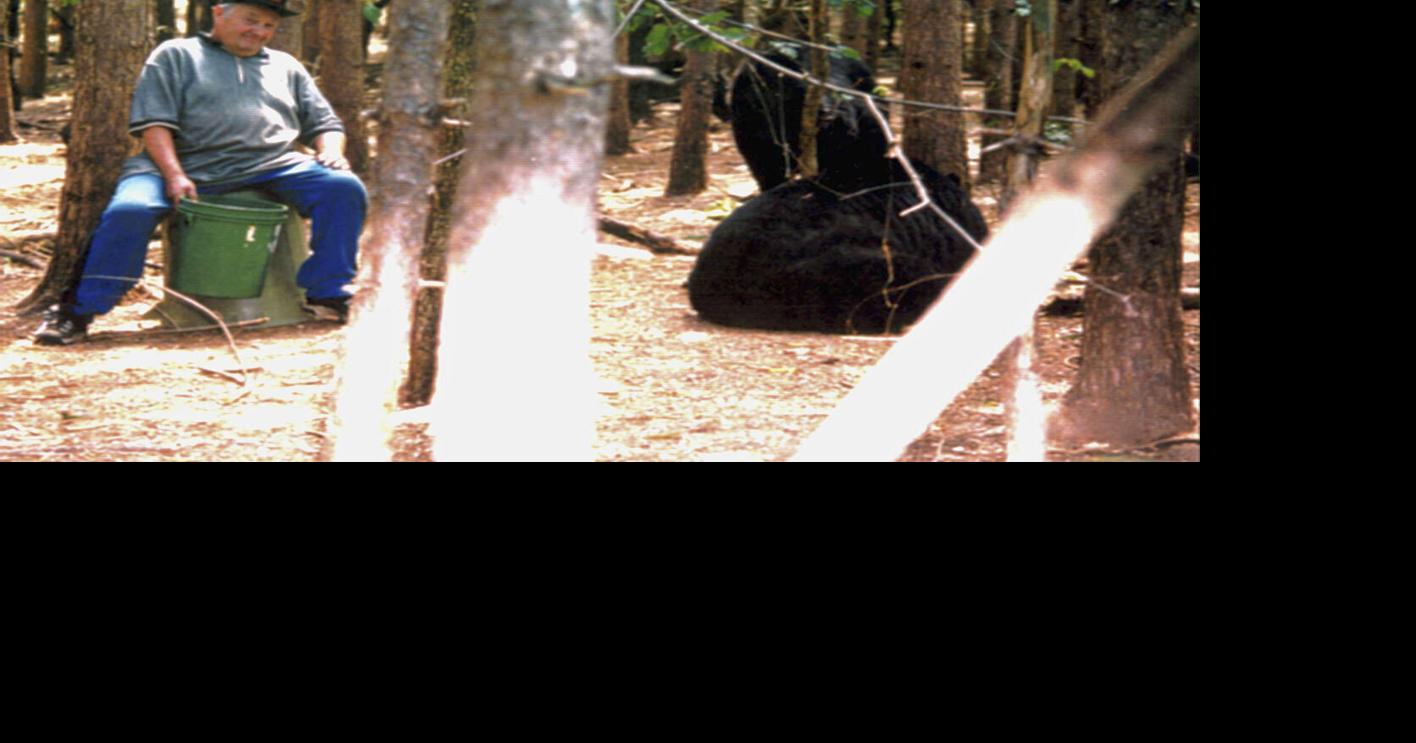 Remembering a friend of the bears