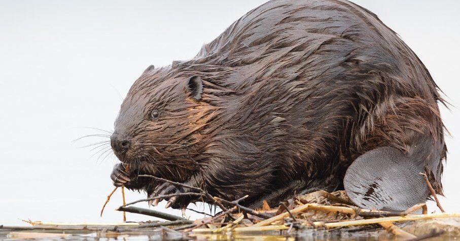 Host a beaver to help with rehabilitation programs