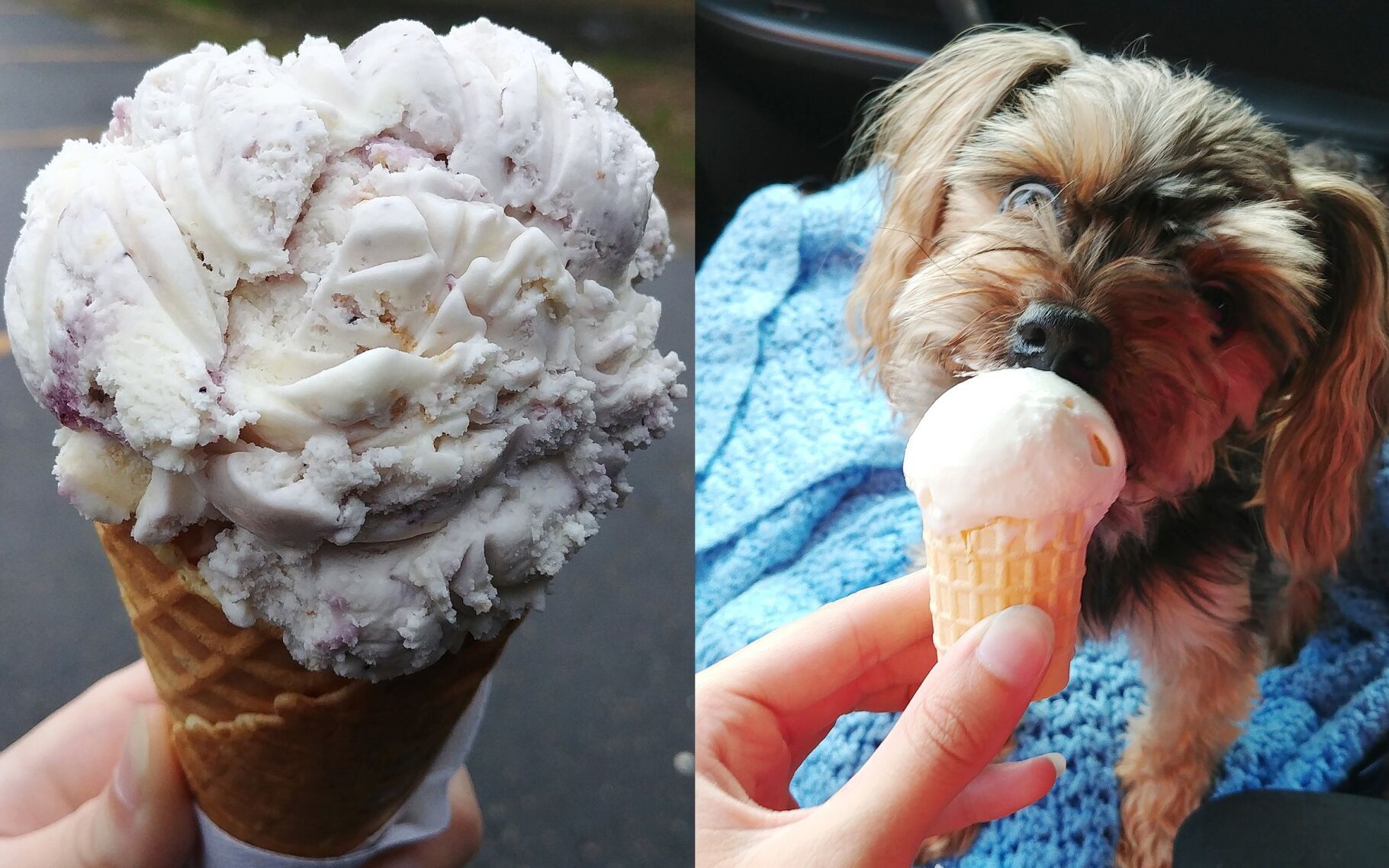 What my dog and I ate in Muskoka Kawartha Dairy ice cream