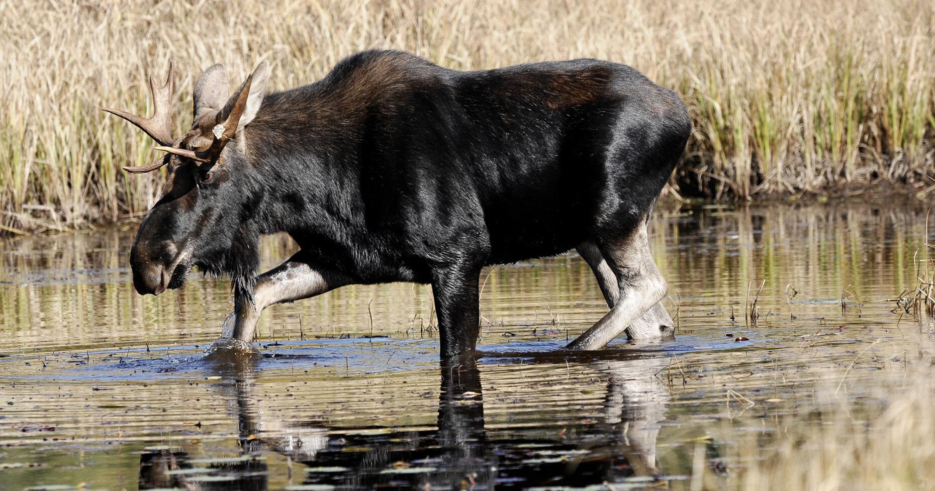 Car collides with moose on Highway 60 in Algonquin Park - Vimarsana News