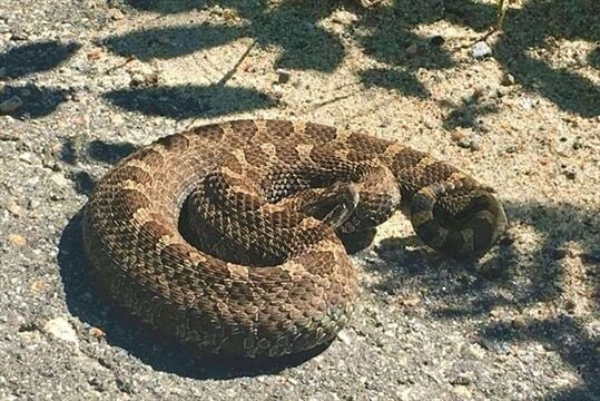 Learning to love Muskoka's snakes