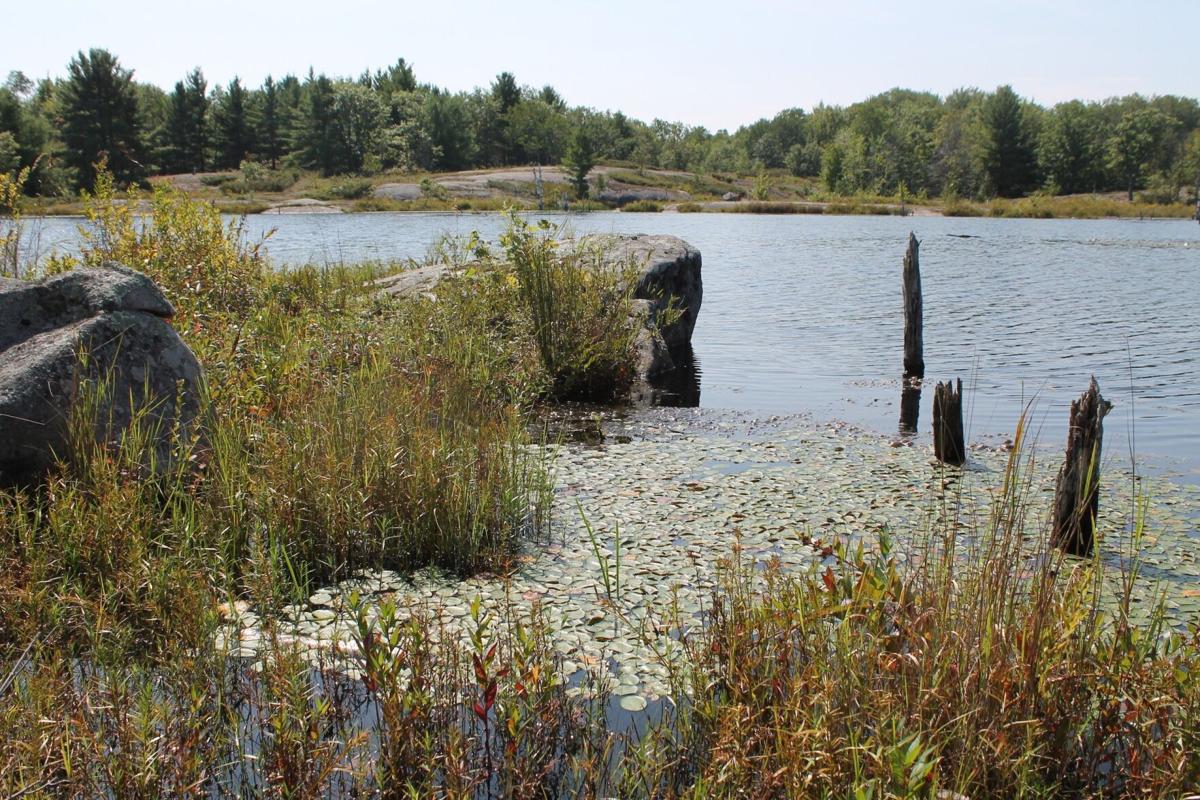 Photo of a Muskoka lake and wetland