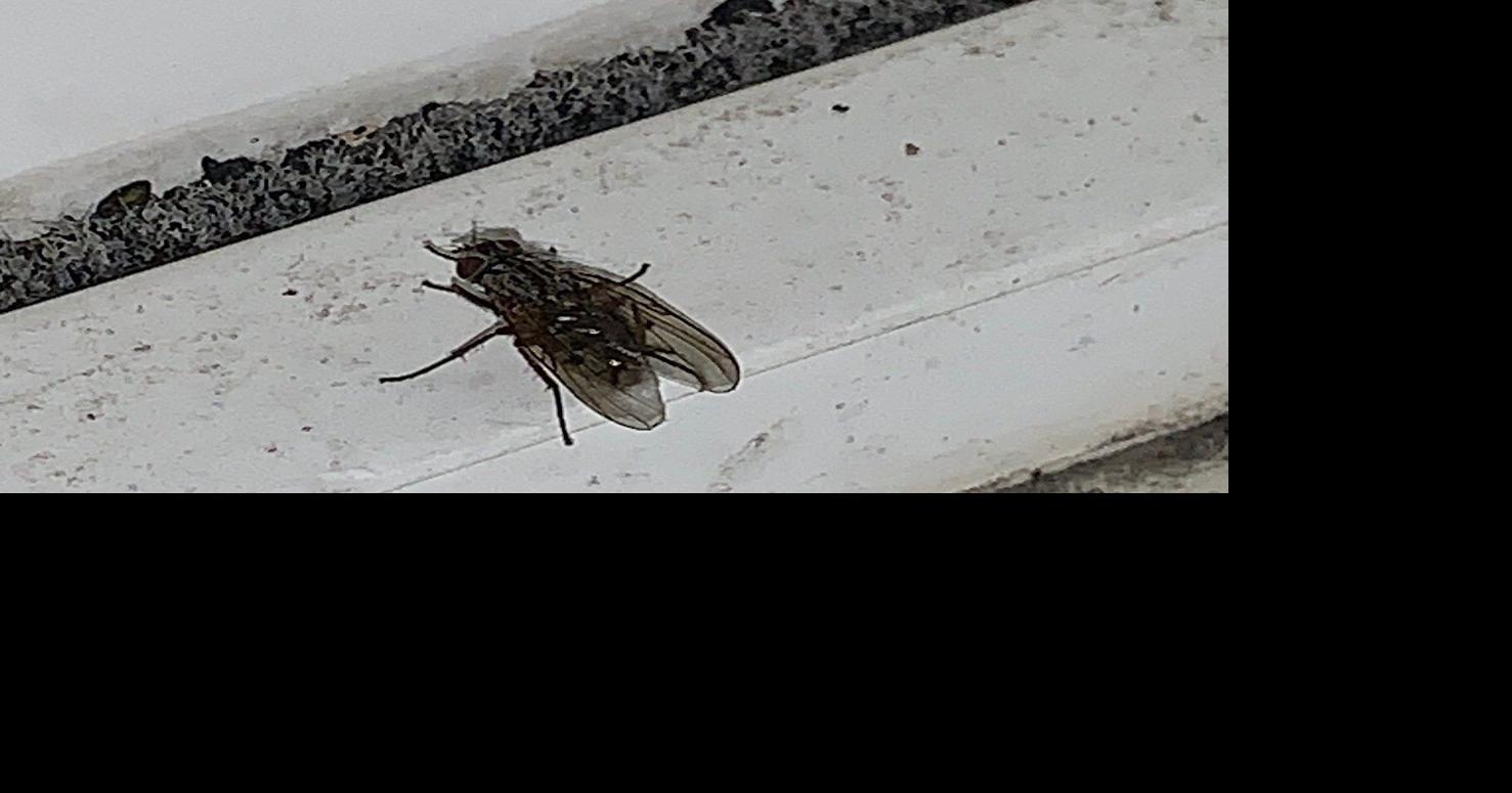 Warm weather and sunshine bringing out the bugs?