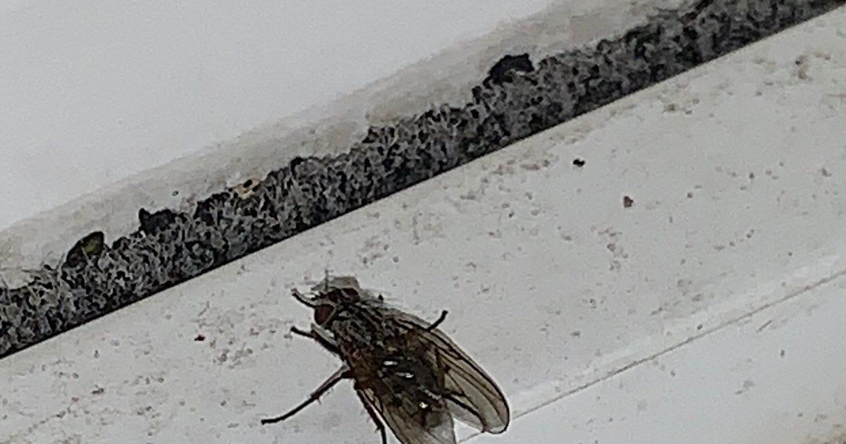 Weather Fly Bug Warm weather and sunshine bringing out the bugs?