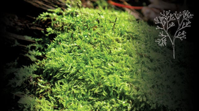 The magic of moss