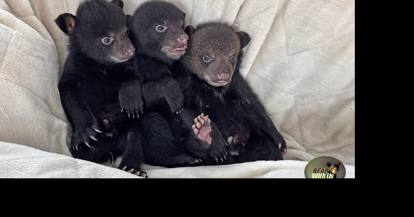 Bears, hunting, and rescue efforts north of Toronto