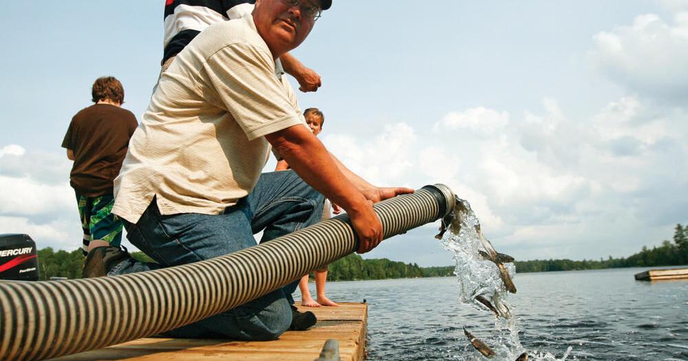 Reviving fishing activity in Whitestone