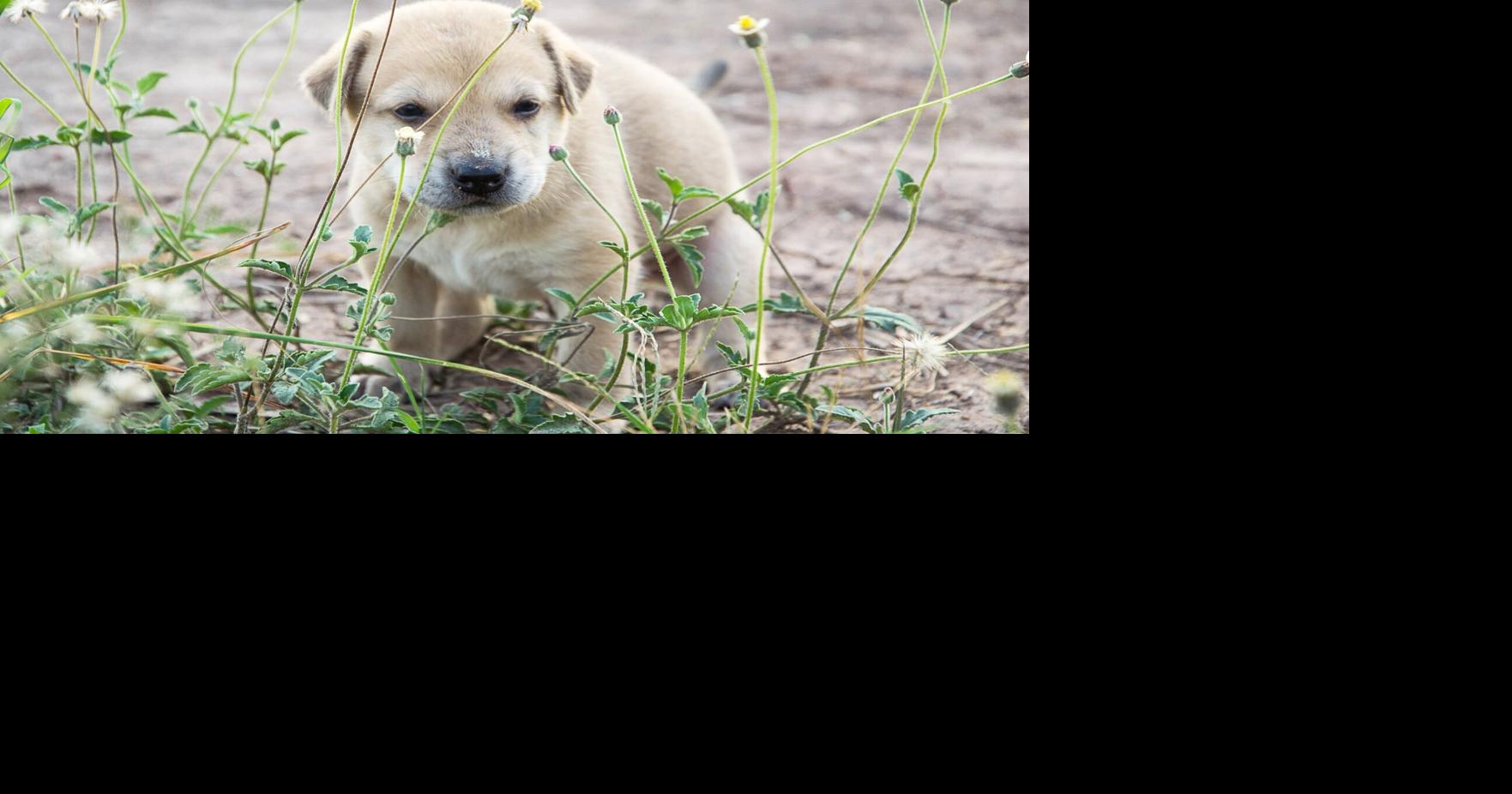 The scoop on poop and the law in Bracebridge