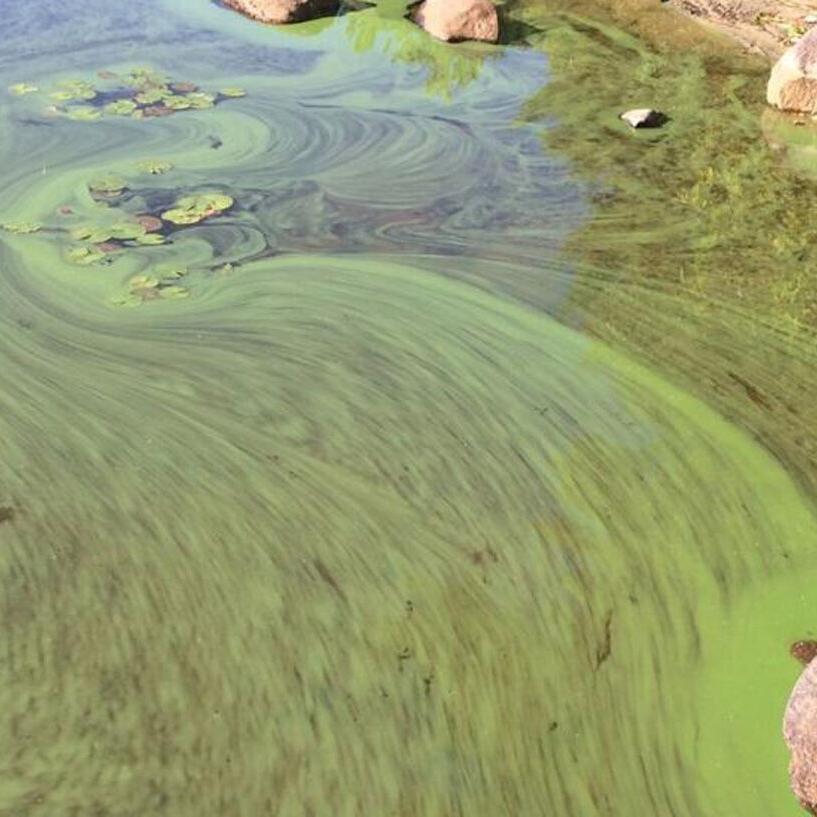 What Exactly Is Blue Green Algae? - Trout Unlimited Canada