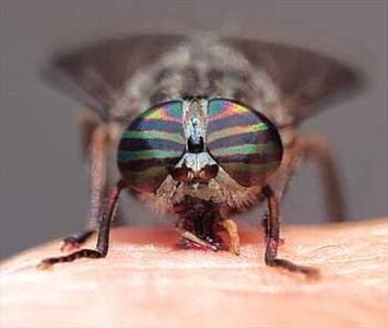 Will black flies, deer and horse flies be bad in Ontario?