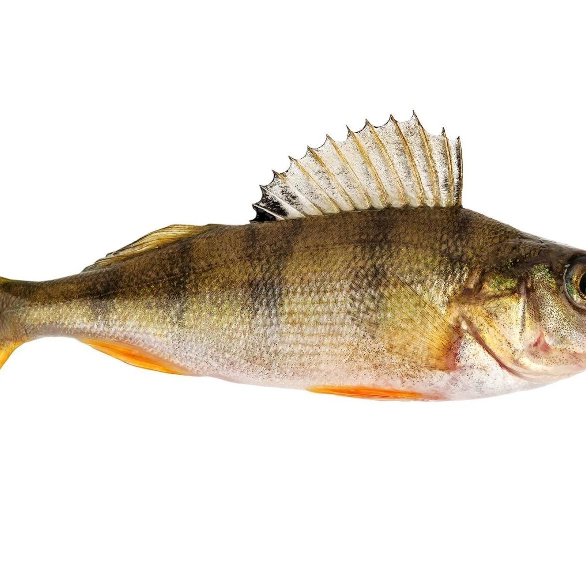 5 most common fish in lakes across Muskoka