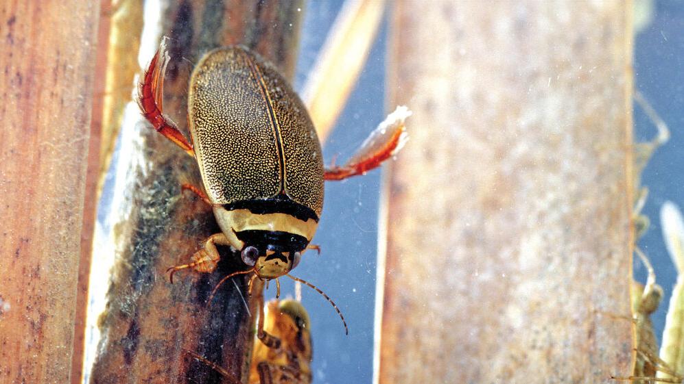 Tiny water critters a vital part of cottage country ecosystem