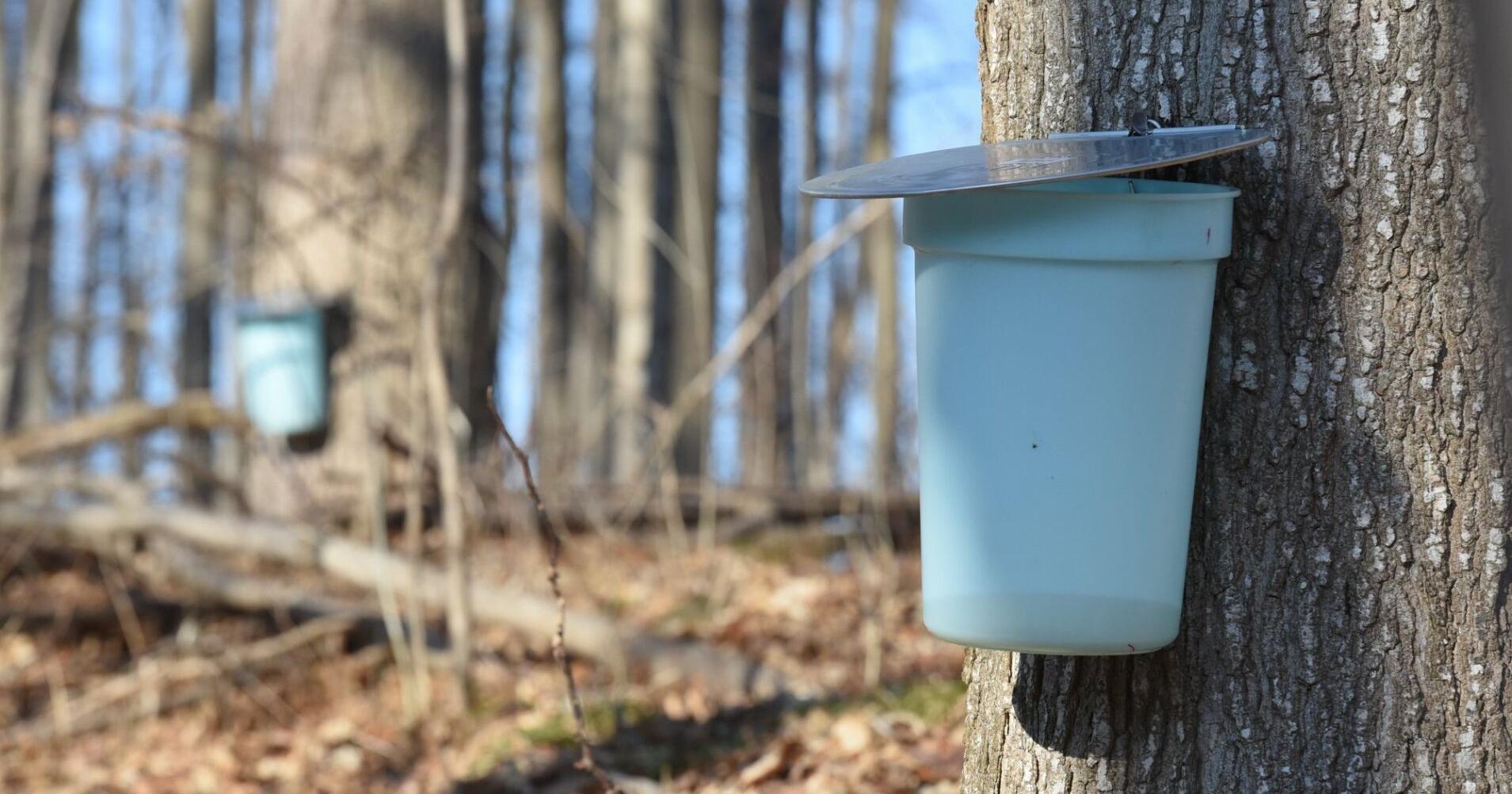 Maple syrup is flowing in the GTA and the rest of Ontario - Vimarsana News