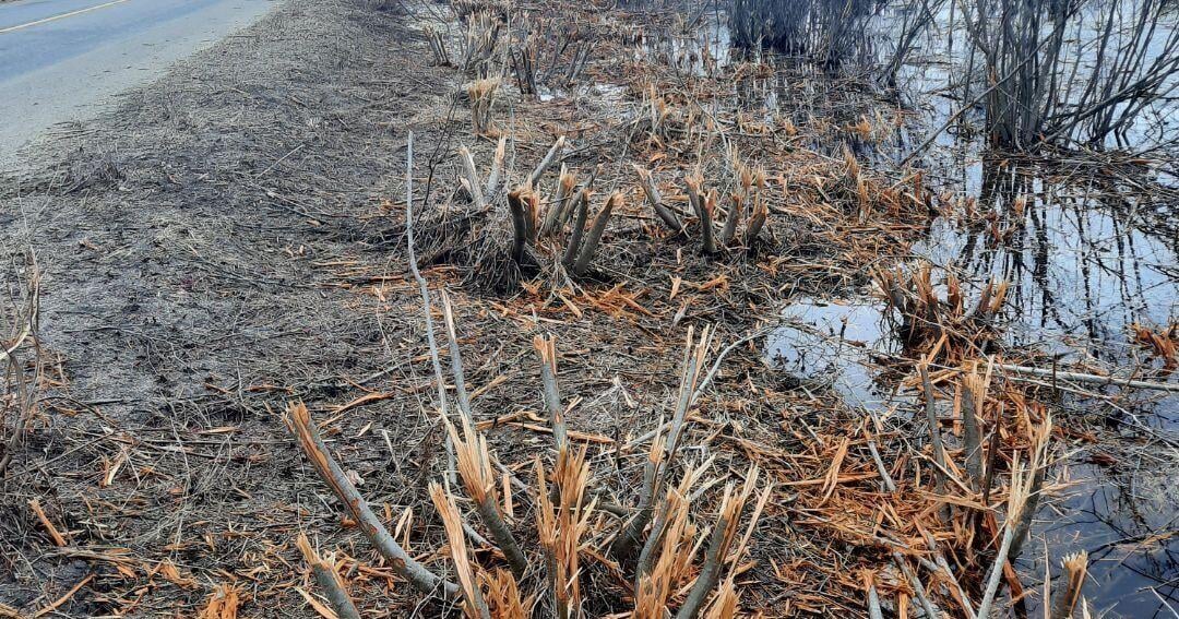 Muskoka’s road maintenance questioned: Is habitat protection being overlooked on Fraserburg Road?